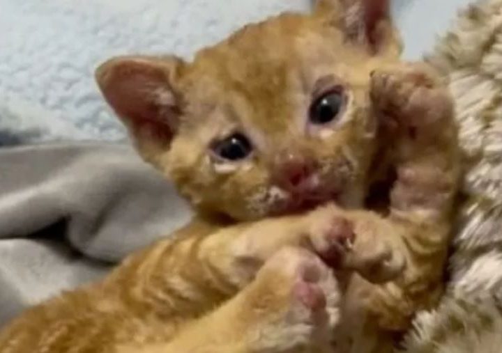 Gatto Arson: la terribile storia del cucciolo nascosto nella catasta di legna quando è stato acceso il fuoco!