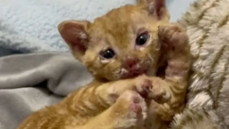 Gatto Arson: la terribile storia del cucciolo nascosto nella catasta di legna quando è stato acceso il fuoco!