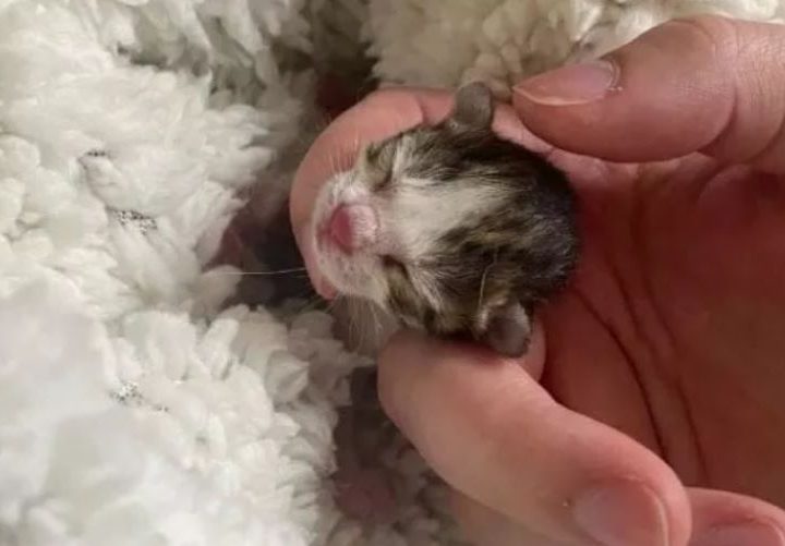 Il gatto Chihiro, nato prematuro e abbandonato, ha vinto la sfida della vita. Ecco la sua incredibile storia!