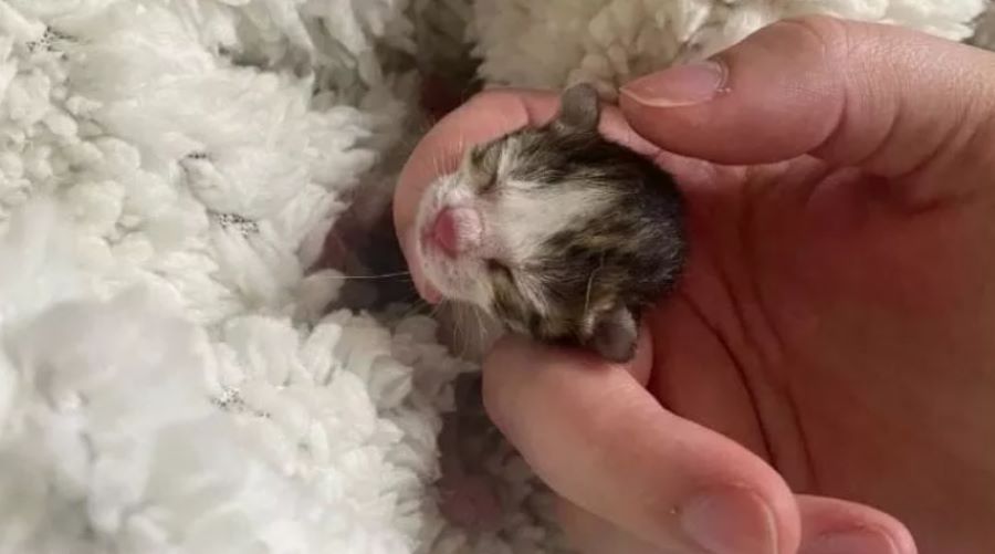 Il gatto Chihiro, nato prematuro e abbandonato, ha vinto la sfida della vita. Ecco la sua incredibile storia!