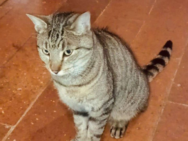 Il gatto Korason scompare di casa per un anno, ma fa ritorno. Dov’è stato per tutto questo tempo? Ecco la storia!
