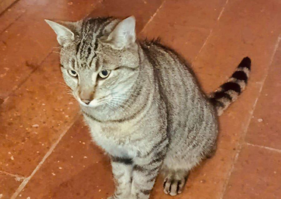 Il gatto Korason scompare di casa per un anno, ma fa ritorno. Dov’è stato per tutto questo tempo? Ecco la storia!