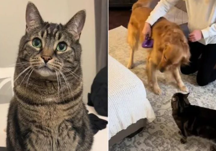 Gatto Milo è geloso delle attenzioni della sua padrona per il cane e non lo nasconde. Il video è virale!