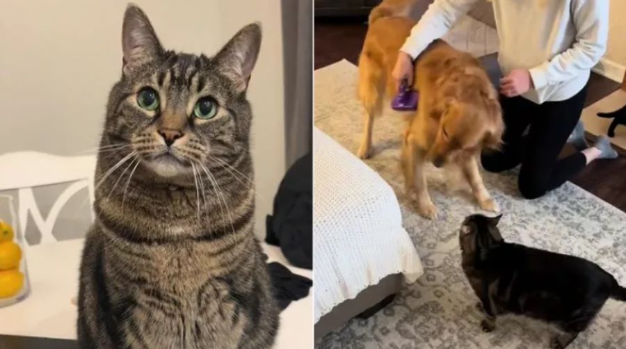 Gatto Milo è geloso delle attenzioni della sua padrona per il cane e non lo nasconde. Il video è virale!