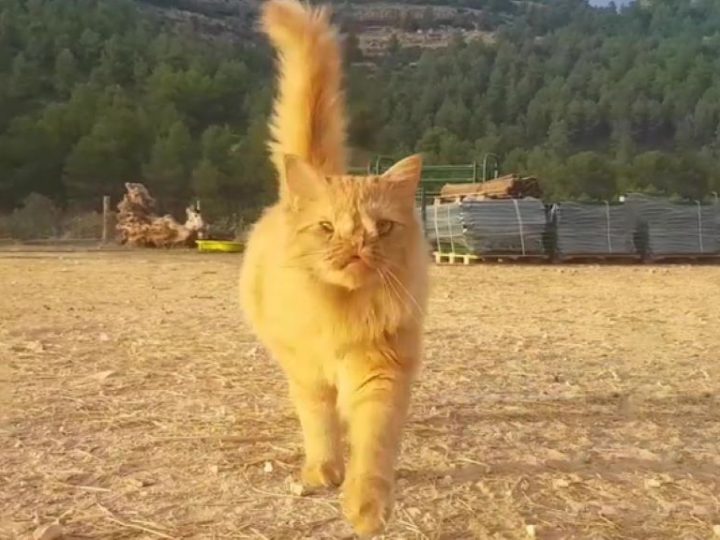 Gatto Romeo: dato via perché “troppo brutto da amare”. Ora però, si prende la sua rivincita!
