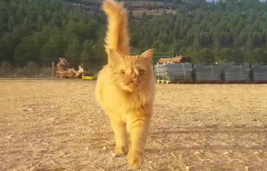 Gatto Romeo: dato via perché “troppo brutto da amare”. Ora però, si prende la sua rivincita!