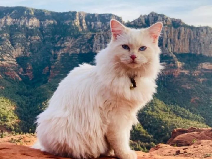 Il gatto Shuggie è innamorato delle montagne: il piccolo escursionista felino diventa una star del web!
