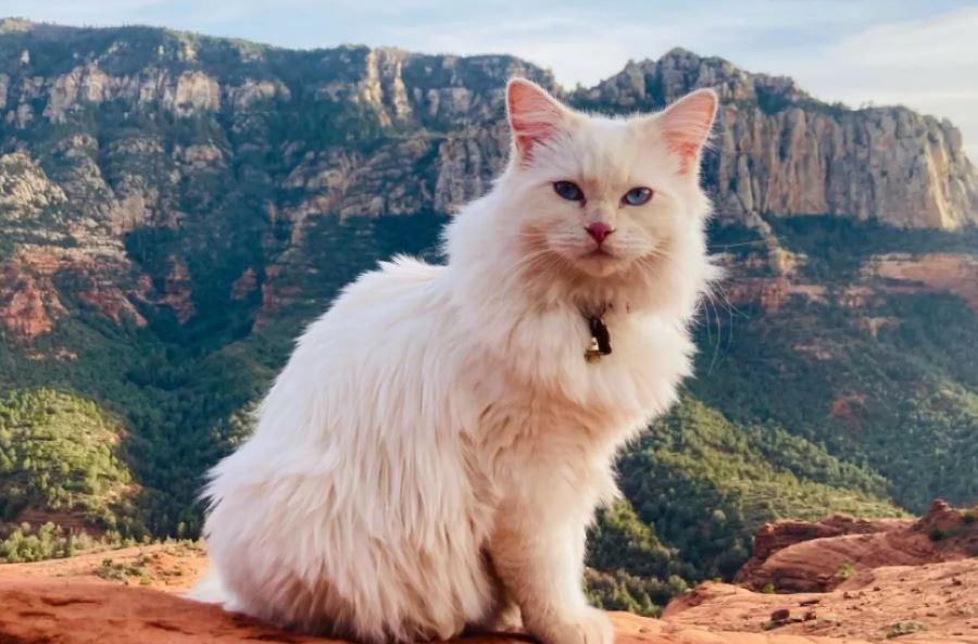 Il gatto Shuggie è innamorato delle montagne: il piccolo escursionista felino diventa una star del web!