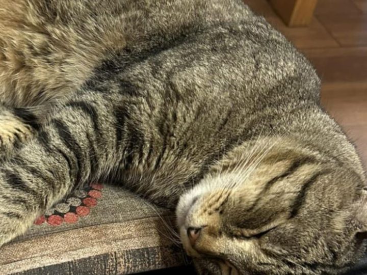 Gatto Tigro: colpito 5 volte e ferito anche alla testa. I padroni denunciano tutto. Ecco che cosa è successo!