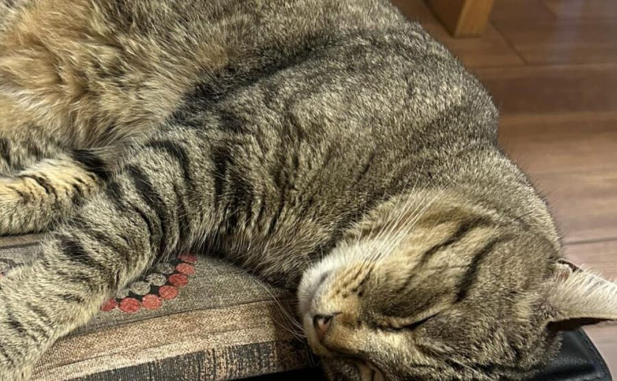 Gatto Tigro: colpito 5 volte e ferito anche alla testa. I padroni denunciano tutto. Ecco che cosa è successo!
