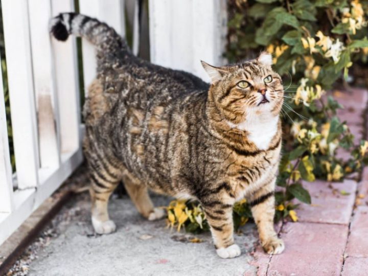 Gatto che ha sempre fame: ma quali sono le ragioni e quando preoccuparsi? Ecco tutti i consigli!