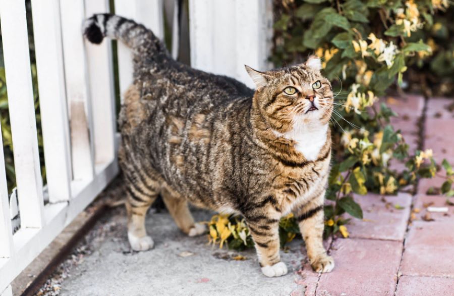 Gatto che ha sempre fame: ma quali sono le ragioni e quando preoccuparsi? Ecco tutti i consigli!