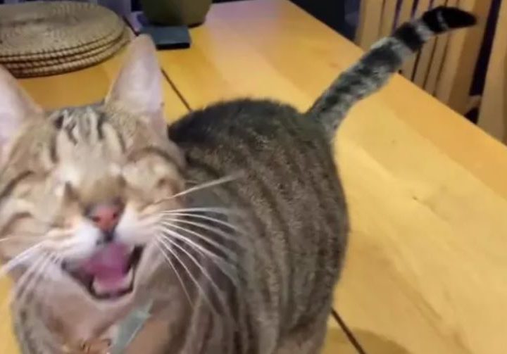 Gatto cieco cerca le coccole: il suo miagolio è irresistibile e il video diventa virale. Ecco perché!