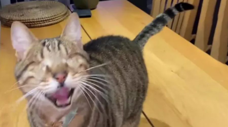 Gatto cieco cerca le coccole: il suo miagolio è irresistibile e il video diventa virale. Ecco perché!