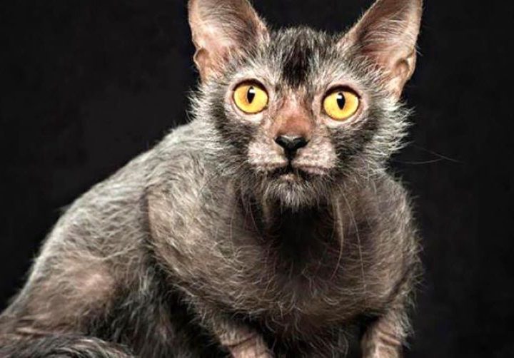 Gatto lupo mannaro: il rarissimo esemplare felino per la prima volta all’Expo. Ecco i dettagli!