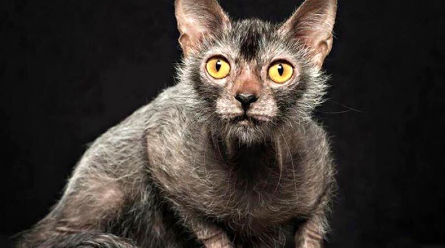 Gatto lupo mannaro: il rarissimo esemplare felino per la prima volta all’Expo. Ecco i dettagli!