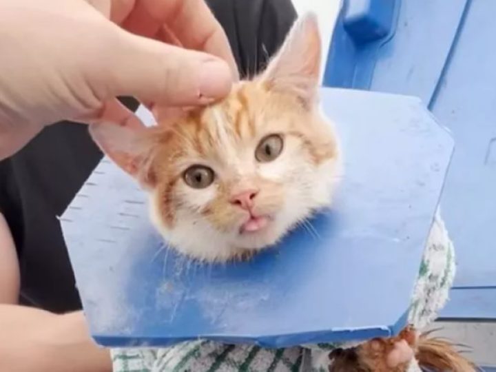 Gatto randagio rimane intrappolato nel coperchio della spazzatura. Il pronto intervento gli salva la vita!