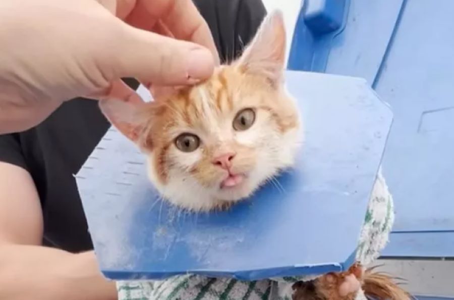 Gatto randagio rimane intrappolato nel coperchio della spazzatura. Il pronto intervento gli salva la vita!