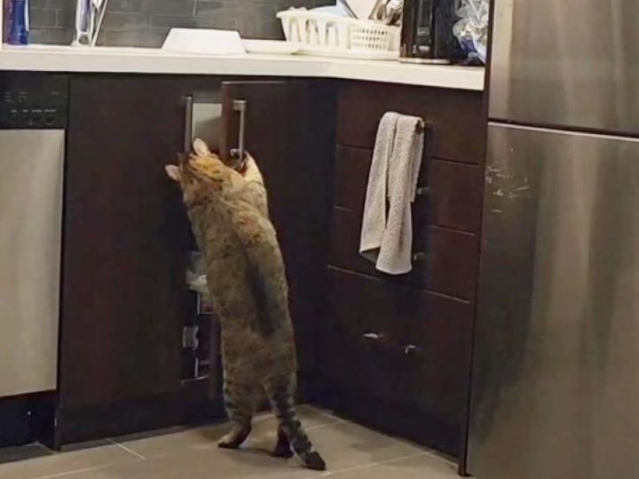 Il gatto scalatore Guccie conquista il web: le sue imprese per trovare cibo, sono davvero esilaranti!