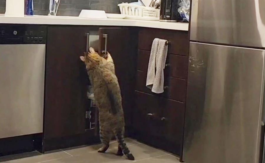 Il gatto scalatore Guccie conquista il web: le sue imprese per trovare cibo, sono davvero esilaranti!