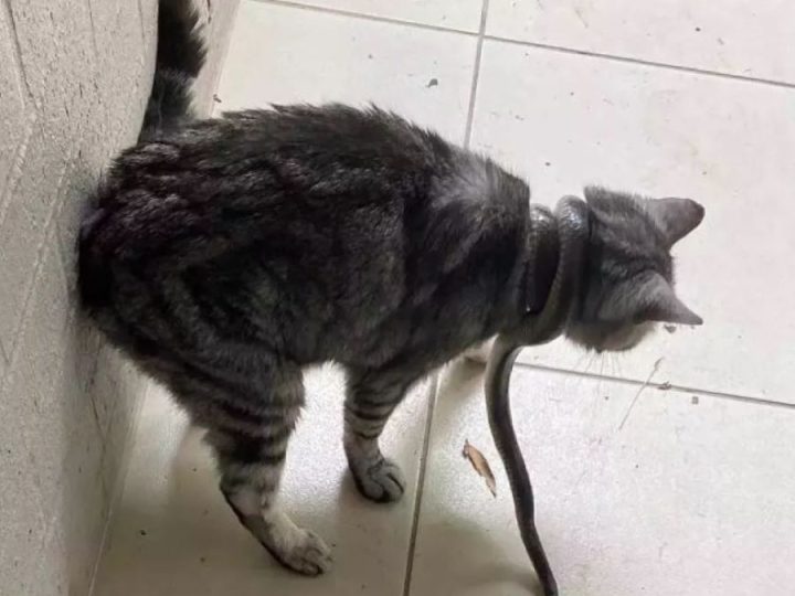 Gatto soffocato da un serpente: la padrona lo libera utilizzando un oggetto inaspettato. Ecco quale!