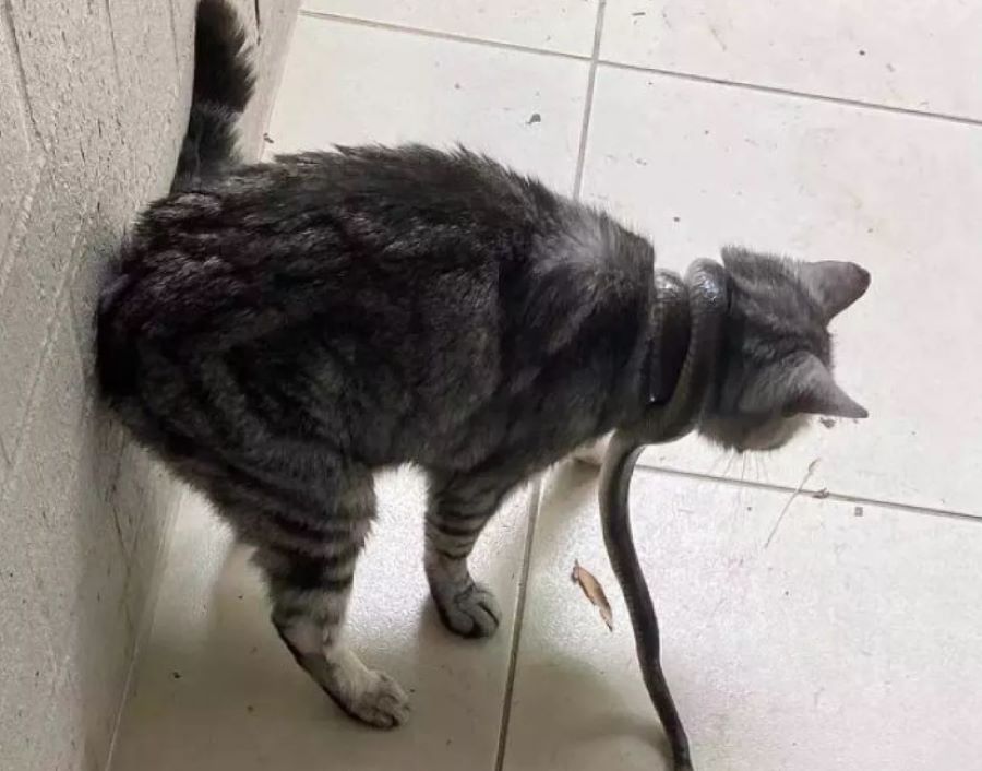 Gatto soffocato da un serpente: la padrona lo libera utilizzando un oggetto inaspettato. Ecco quale!
