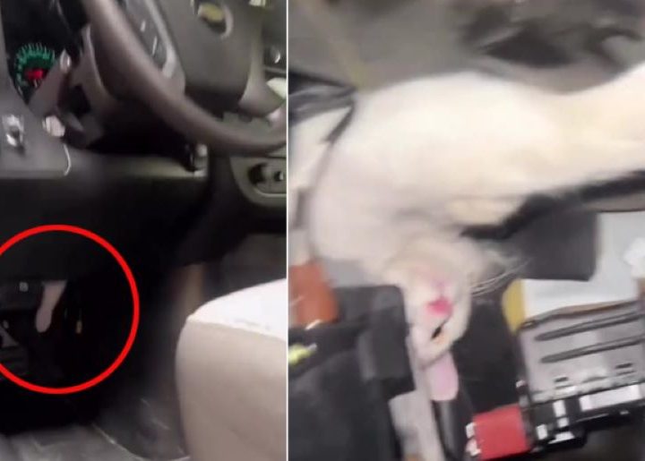 Gatto sotto al pedale: un autista spinge sull’acceleratore ma qualcosa non va. Ecco l’incredibile racconto!