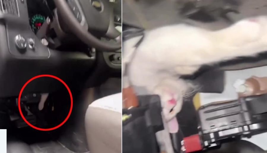 Gatto sotto al pedale: un autista spinge sull’acceleratore ma qualcosa non va. Ecco l’incredibile racconto!