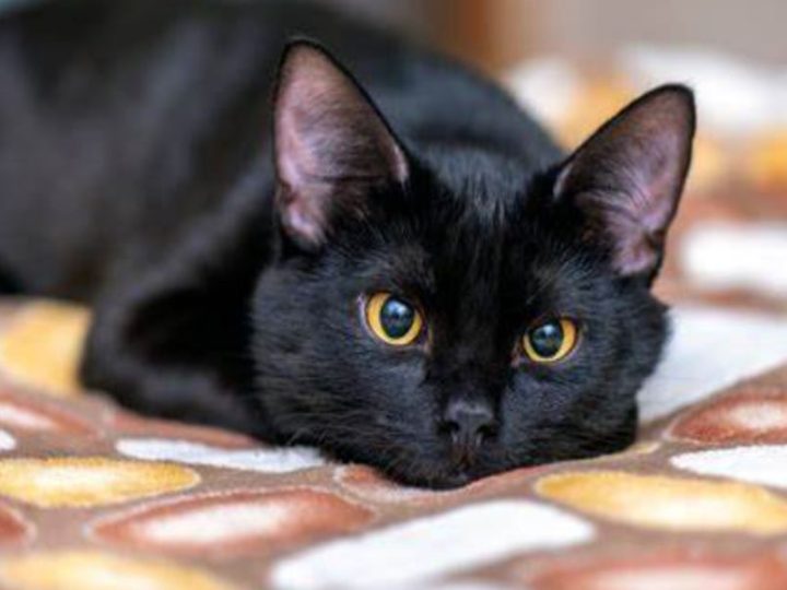 Giornata del gatto nero: esistono ancora leggende e miti sul manto di questo felino? A quanto pare sì!