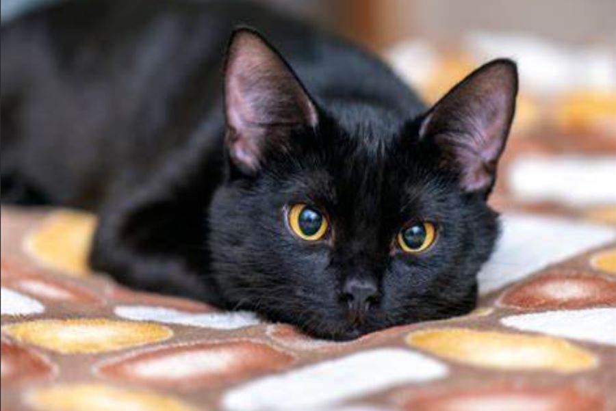 Giornata del gatto nero: esistono ancora leggende e miti sul manto di questo felino? A quanto pare sì!