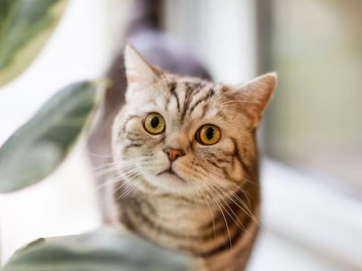 Occhi dei gatti: come vedono il mondo e quali colori percepiscono i nostri amici felini? Scopriamolo!