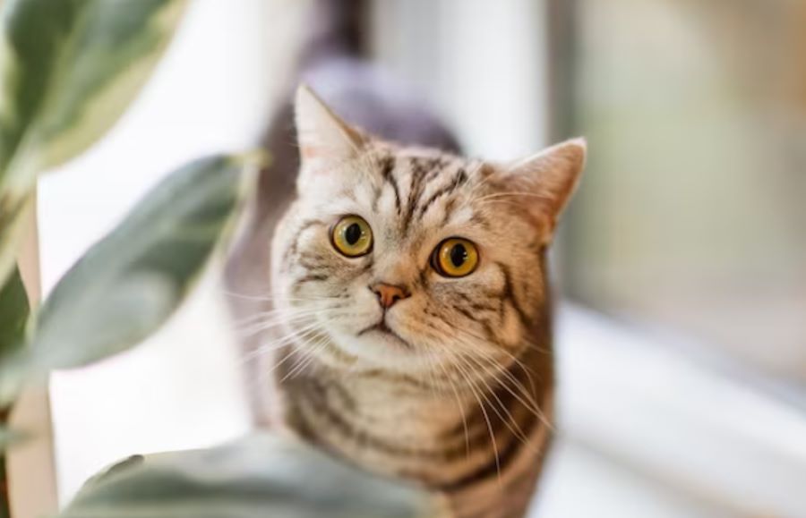 Occhi dei gatti: come vedono il mondo e quali colori percepiscono i nostri amici felini? Scopriamolo!
