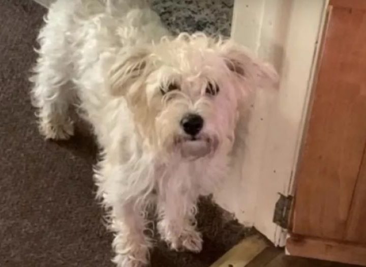 Ritrovato Chase: il cane da supporto psicologico era scomparso dal salone di toelettatura. Ecco la sua storia!