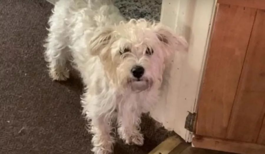 Ritrovato Chase: il cane da supporto psicologico era scomparso dal salone di toelettatura. Ecco la sua storia!
