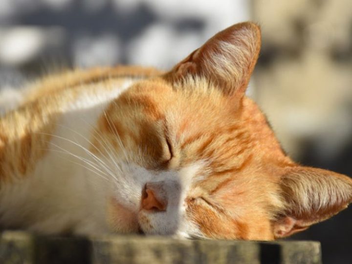 Tortura il gatto del vicino: uomo sotto processo per le sevizie inflitte al piccolo felino. Ecco cos’è successo!
