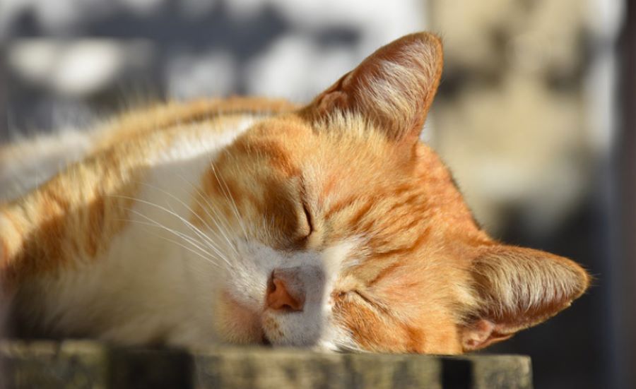 Tortura il gatto del vicino: uomo sotto processo per le sevizie inflitte al piccolo felino. Ecco cos’è successo!