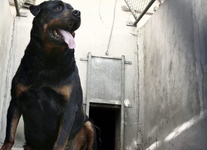 Tre rottweiler sbranano e uccidono un uomo che faceva jogging nel parco di Manziana. Ecco cos’è successo!