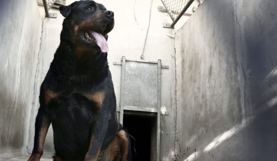 Tre rottweiler sbranano e uccidono un uomo che faceva jogging nel parco di Manziana. Ecco cos’è successo!