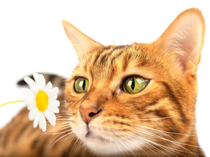 A che età il gatto diventa più affettuoso?