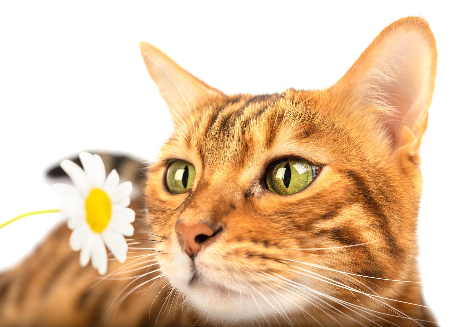 A che età il gatto diventa più affettuoso?
