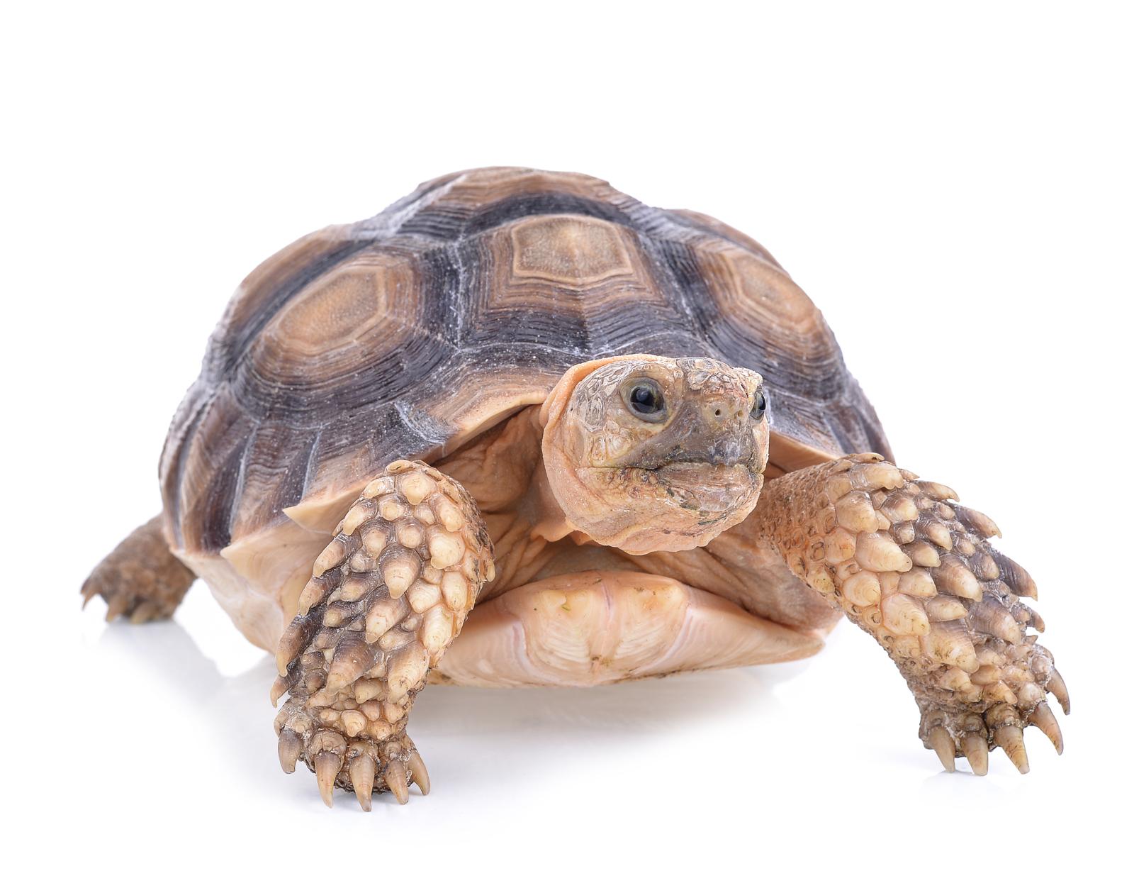 A che età le tartarughe fanno le uova?