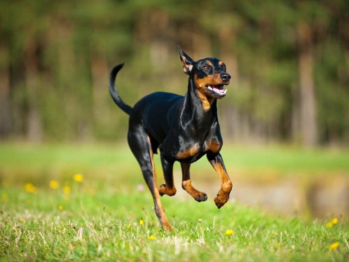 A che età si forma il carattere di un cane?