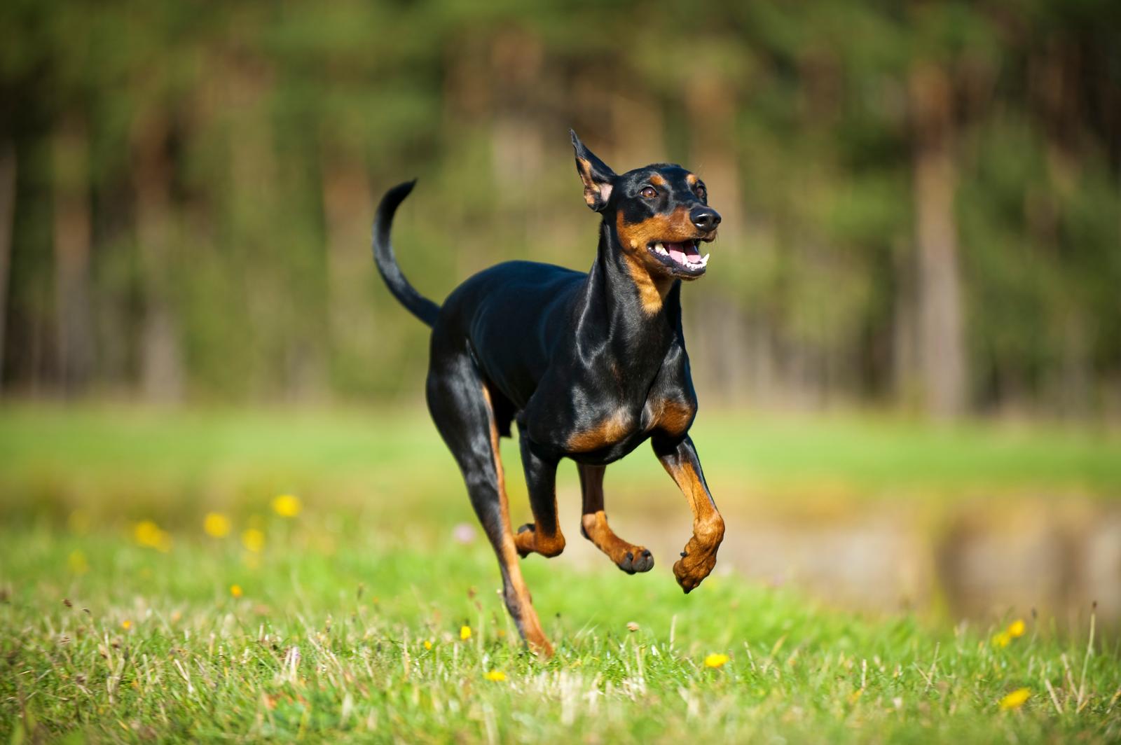 A che età si forma il carattere di un cane?