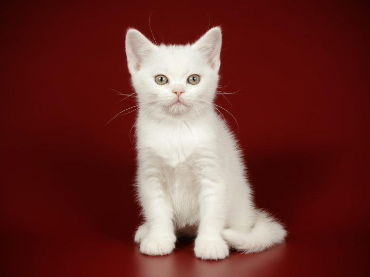 A che età vanno in calore i gatti?