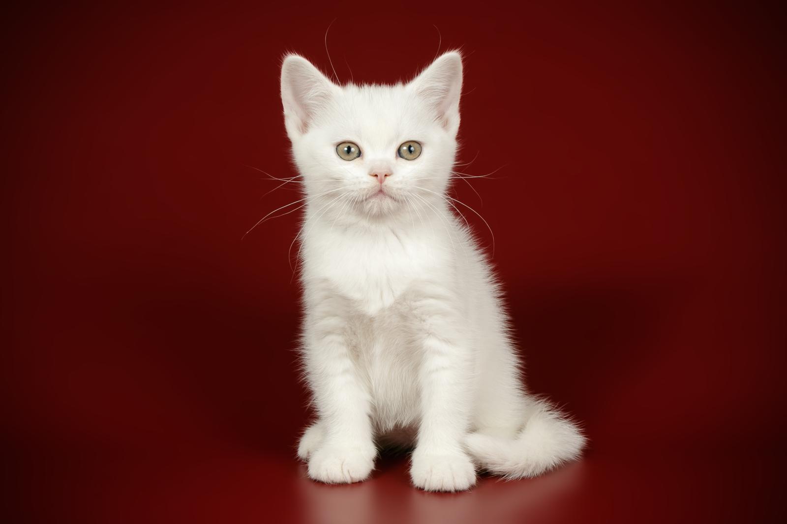 A che età vanno in calore i gatti?