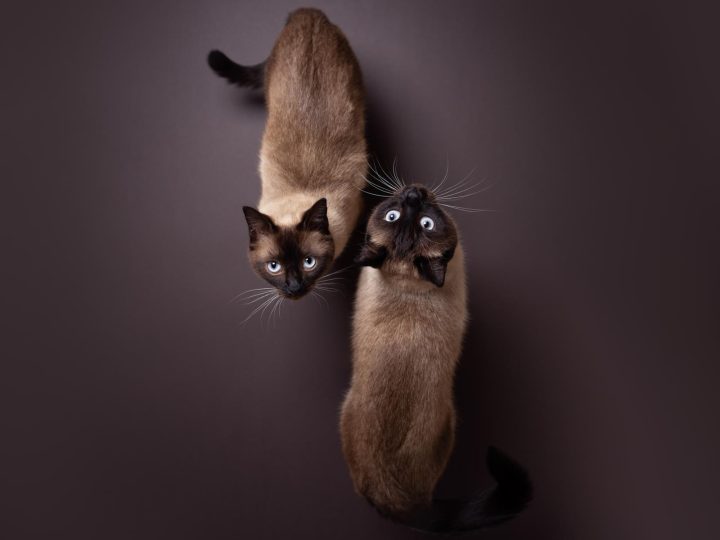 A che ora partoriscono i gatti?