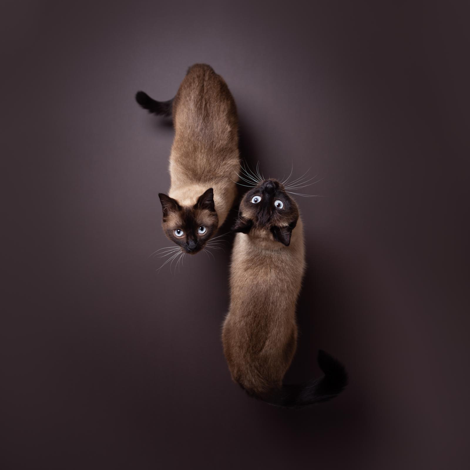A che ora partoriscono i gatti?