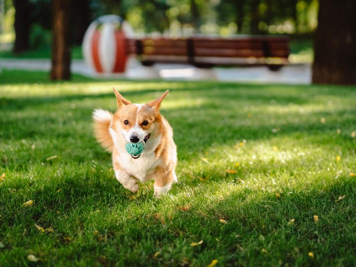 A che temperatura i cani sentono freddo?