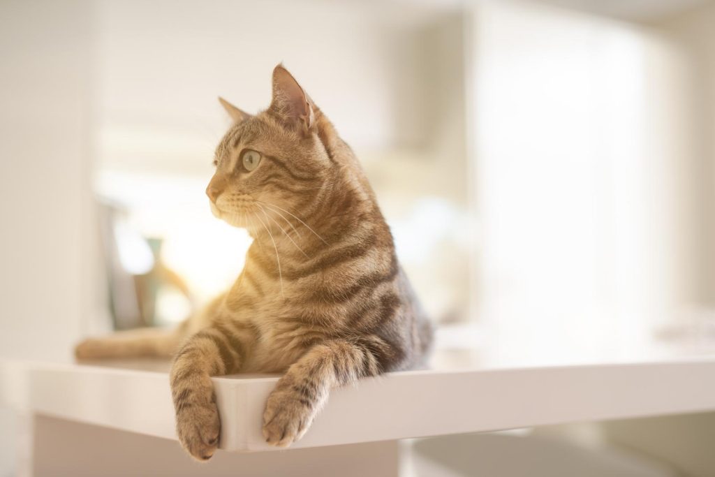 A che temperatura il gatto ha caldo