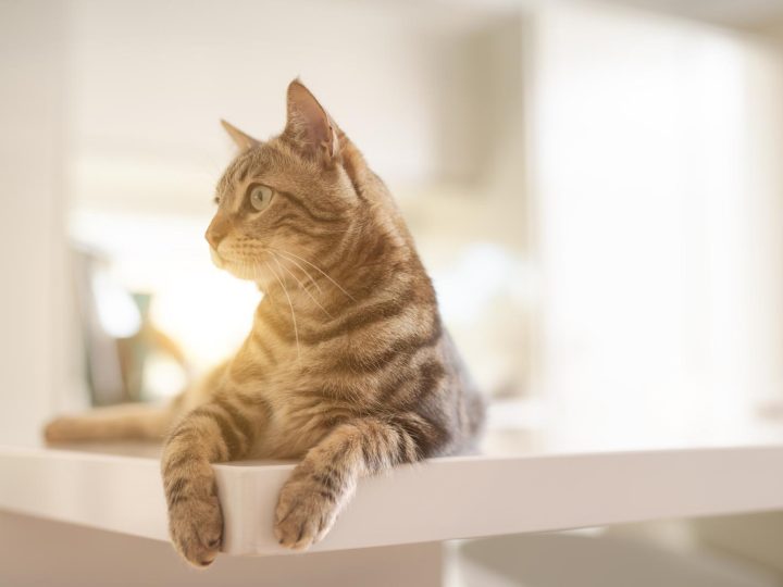 A che temperatura il gatto ha caldo?